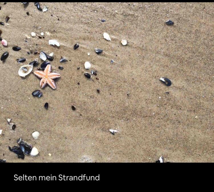 Die Kleine Acht - Direkt Am Strand Διαμέρισμα Dierhagen Εξωτερικό φωτογραφία